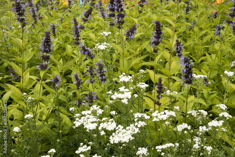 Wall mural Nepeta manchuriensis 'Mandschu Blue', Achillea