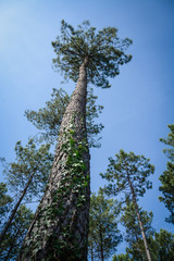 pins forêt landes pays basque