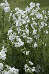 Polemonium caeruleum 