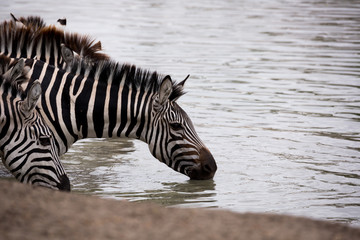 Fototapeta na wymiar Wildes Zebra (Equus quagga) an einer Wasserstelle