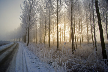 Winter morning