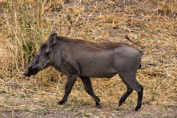 Warzenschwein (Phacochoerus africanus)