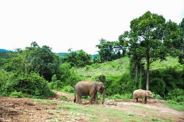 Fototapeta na wymiar Elephants in Thailand