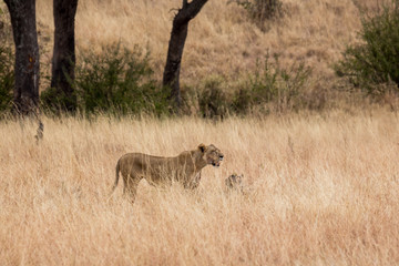 Löwinnen auf der Jagd