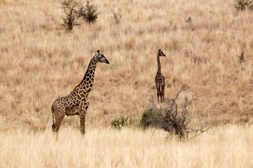 Wildlebende Giraffe (Giraffa) - Afrika