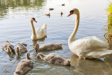 Swans on the river Vltava