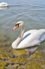 Fototapeta premium Swans on the river Vltava