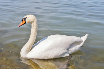 Obraz premium Swans on the river Vltava