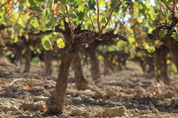 vignes en automne, terroir lumineux pour vin d'exception