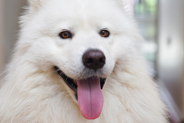 Fototapeta premium Siberian Samoyed