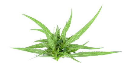 Marijuana on white background