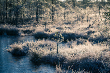 A beautiful morning landscape in a frozem swamp. A small swamp ponds in autumn. Quagmire un wetlands with reflections. White frozem grass.