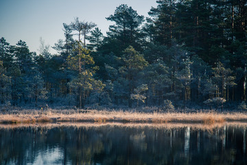 A beautiful swamp pond with a raising mist during the sunrise. Quagmire in a frowen wetlands in autumn. Bright light with sun flares. Beautiful scenery in Latvia.