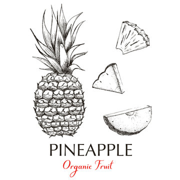 Pineapples hand drawn