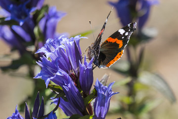 Daytime butterfly Red Admiral sits on a flower of willow gentian (Vanessa atalanta)