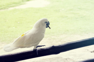 Blurred for Background.Cockatoo looking for food inside the wood.