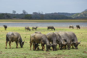 Fototapeta na wymiar Sri Lankan Wild Buffalo - Bubalus arnee migona, Sri Lanka