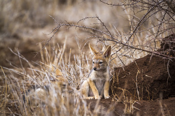 Black-backed jackal in Kruger National park, South Africa