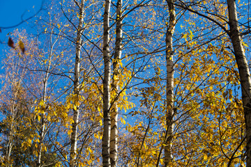 Beautiful autumn landscape with yellow leaves in wetlands. Swamp scenery in fall. Bright, sunny landscape in Latvia.