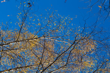 Beautiful autumn landscape with yellow leaves in wetlands. Swamp scenery in fall. Bright, sunny landscape in Latvia.