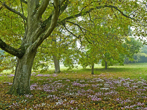 A woodland garden in autumn with cyclamen cilicium