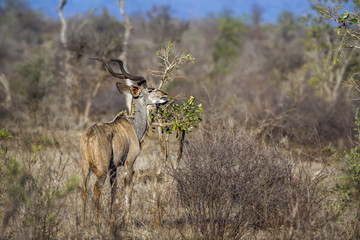 Greater kudu in Kruger National park, South Africa