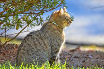 Profile of Cat Outdoors