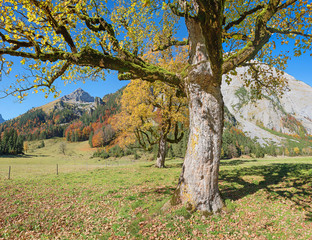 knorriger Ahornbaum am Ahornboden im Karwendel