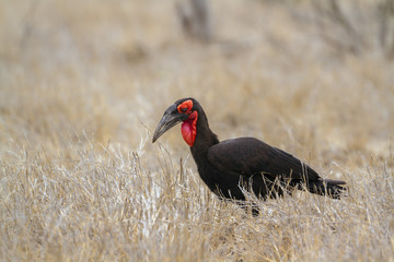 Southern Ground-Hornbill in Kruger National park, South Africa