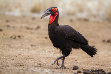 Southern Ground-Hornbill in Kruger National park, South Africa