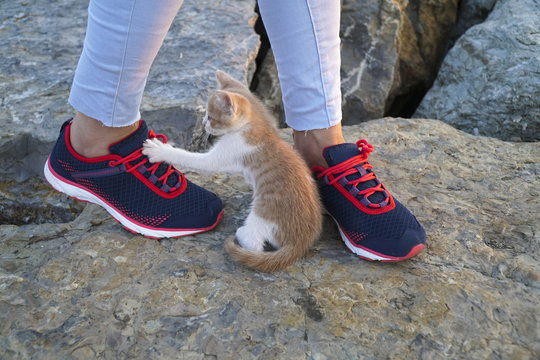 Kitten and New Style Sneakers