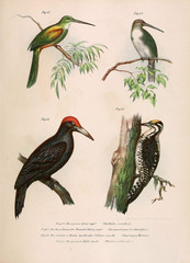 Illustration of birds.