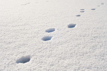 Wintertime in Holland: animal tracks in the snow, footprints in the winter