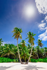 Fototapeta premium resort beach palm tree sea Dominican Republic