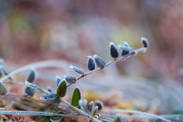 A beautiful frozen cranberries in a morning wetlands. Healthy food with vitamins. Closeup with shallow depth of field.