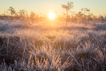 Beautiful morning landscape with a rising sun. Colorful scenery of a frozen wetlands in autumn. First frost in nature. Bright sun shine with flares.