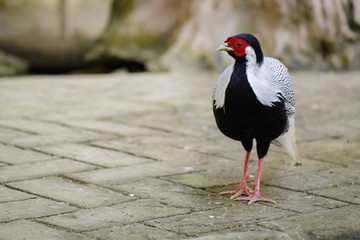 Image of Silver Pheasant(Lophura nycthemere) on nature background. Poultry, Animals.