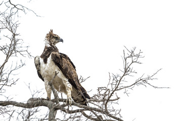 Naklejka premium Martial Eagle in Kruger National park, South Africa