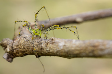 Image of Malagasy green lynx spider (Peucetia madagascariensis) on dry branches. Insect, Animal.