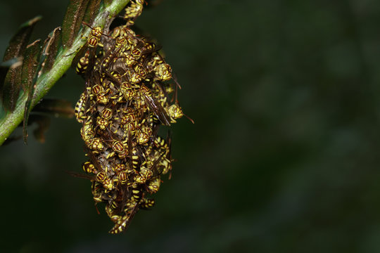Image of an Apache Wasp (Polistes apachus) and wasp nest on nature background. Insect Animal