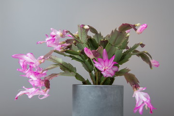 Blooming Pink Christmas Cactus schlumbergera in a pot on white background. Epiphyllanthus, Epiphyllum, Zygocactus, Zygocereus