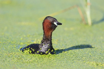 Little grebe on the lake