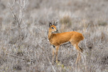 Steenbok in Kruger National park, South Africa