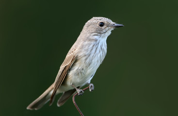 The spotted flycatcher (Muscicapa striata) sits on the fence close up isolated on blurred green background