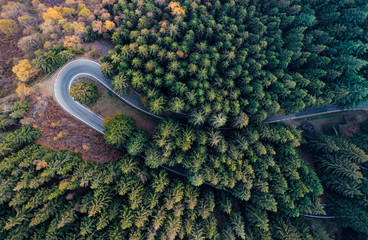 Overhead aerial top view over hairpin turn road bend in countryside autumn pine forest.Fall orange,green,yellow,red tree woods.Mountain curve street path background.Straight-down above perspective - obrazy, fototapety, plakaty