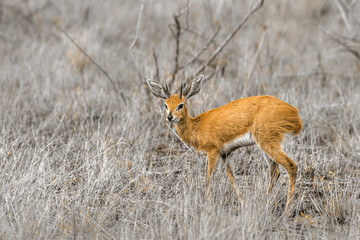 Steenbok in Kruger National park, South Africa