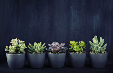 Different succulents