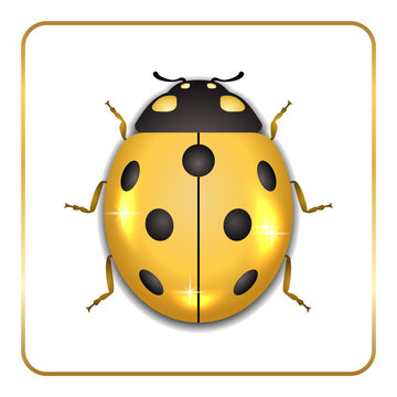 Ladybug gold insect small icon. Golden metal lady bug animal sign, isolated on white background. 3d volume bright design. Cute shiny jewelry ladybird. Lady bird closeup beetle. Vector illustration