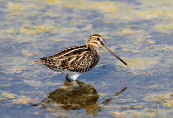 Common snipe stand on the water with a reflection