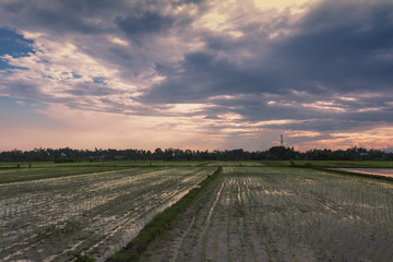 Rice Field